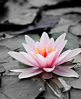 lotus lotus